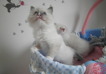 femelle blue point-mitted avec 